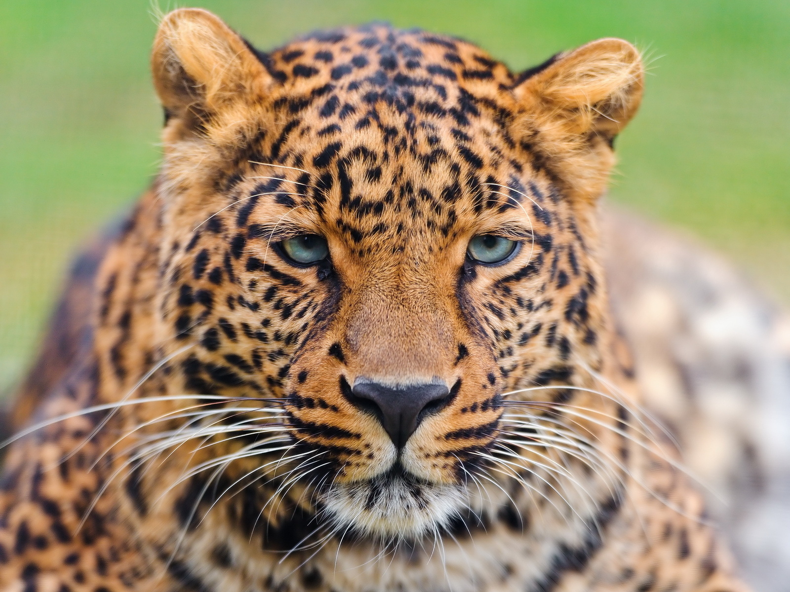 , , , , leopard, panthera pardus, 