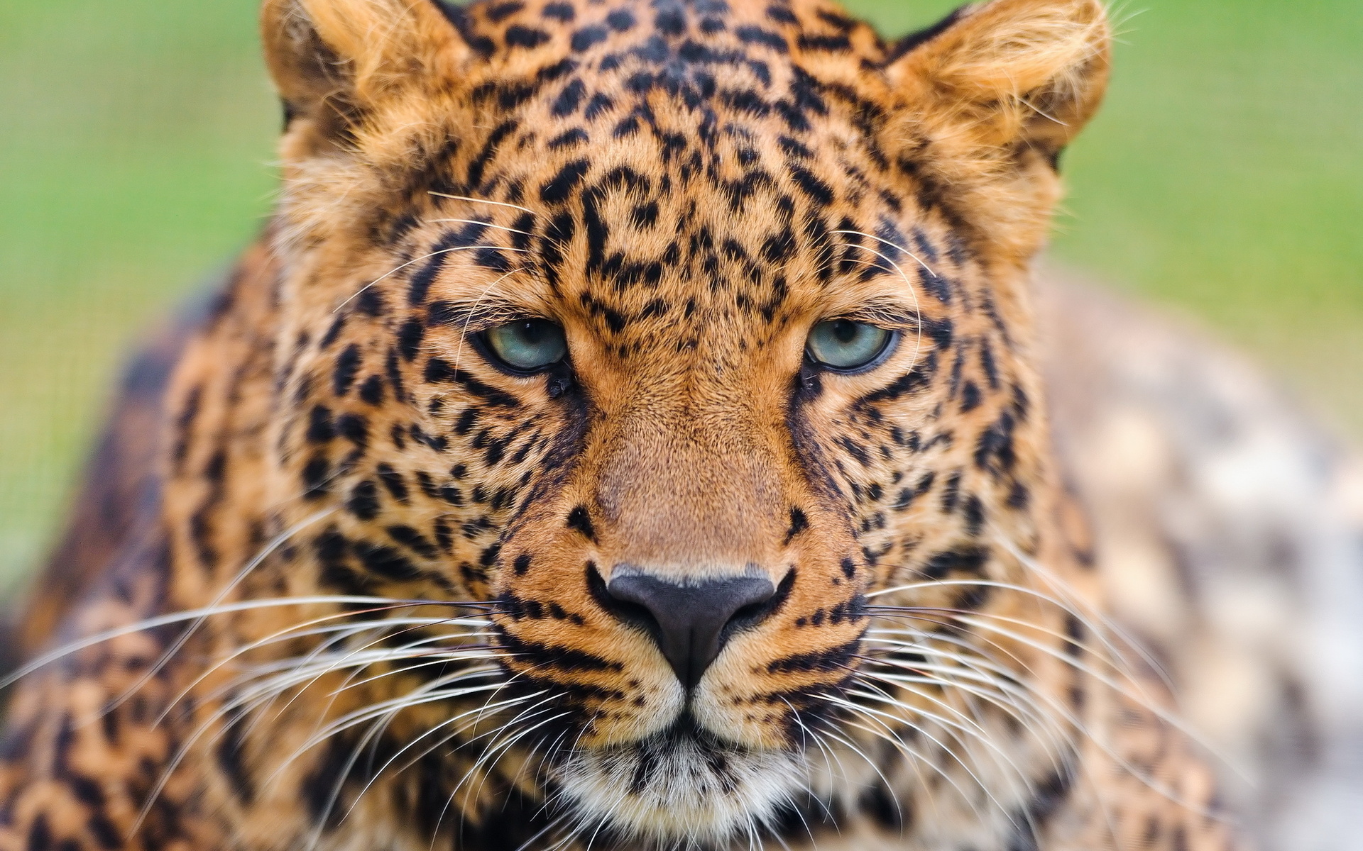 , , , , leopard, panthera pardus, 