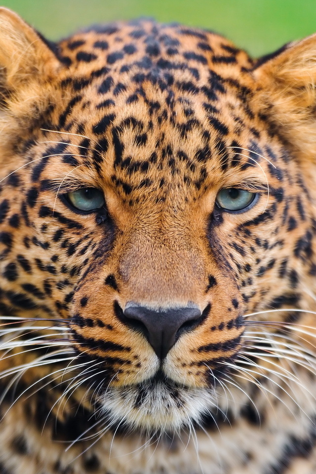 , , , , leopard, panthera pardus, 