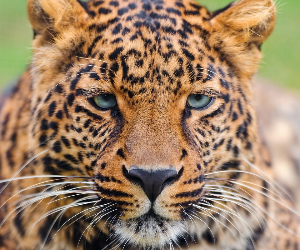 , , , , leopard, panthera pardus, 