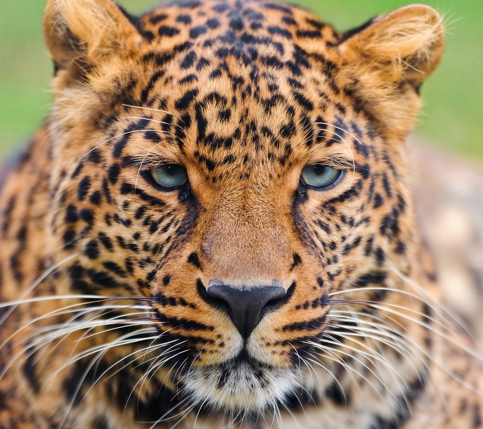 , , , , leopard, panthera pardus, 