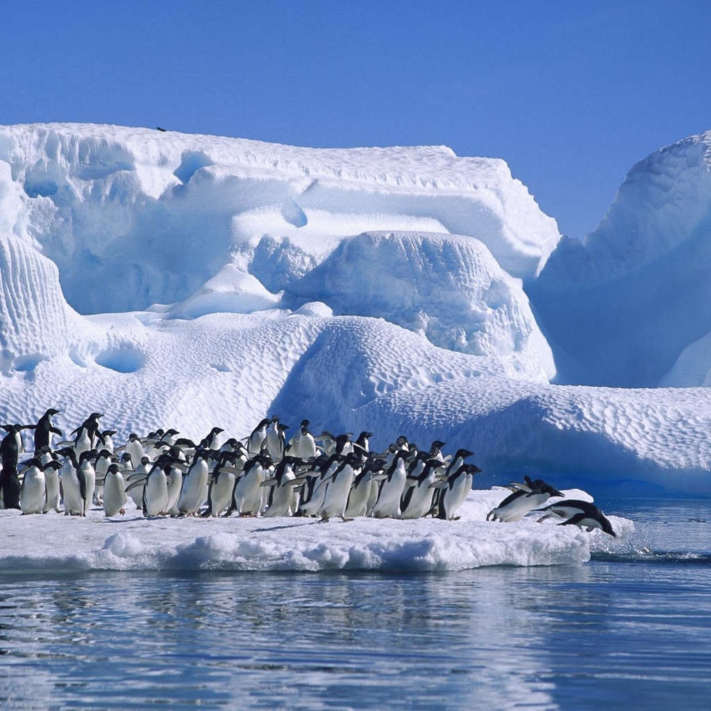 ice, sea, antarctica, Adelie penguin