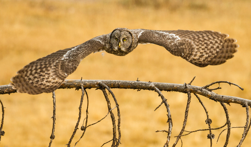 , lapland owl, great grey owl, ,  