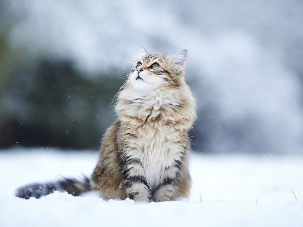 , , , , kitty, winter, snow, , Cat