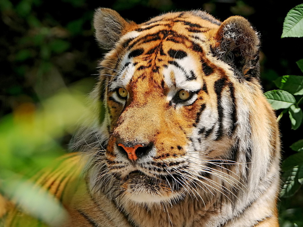 , , , , amur tiger, 