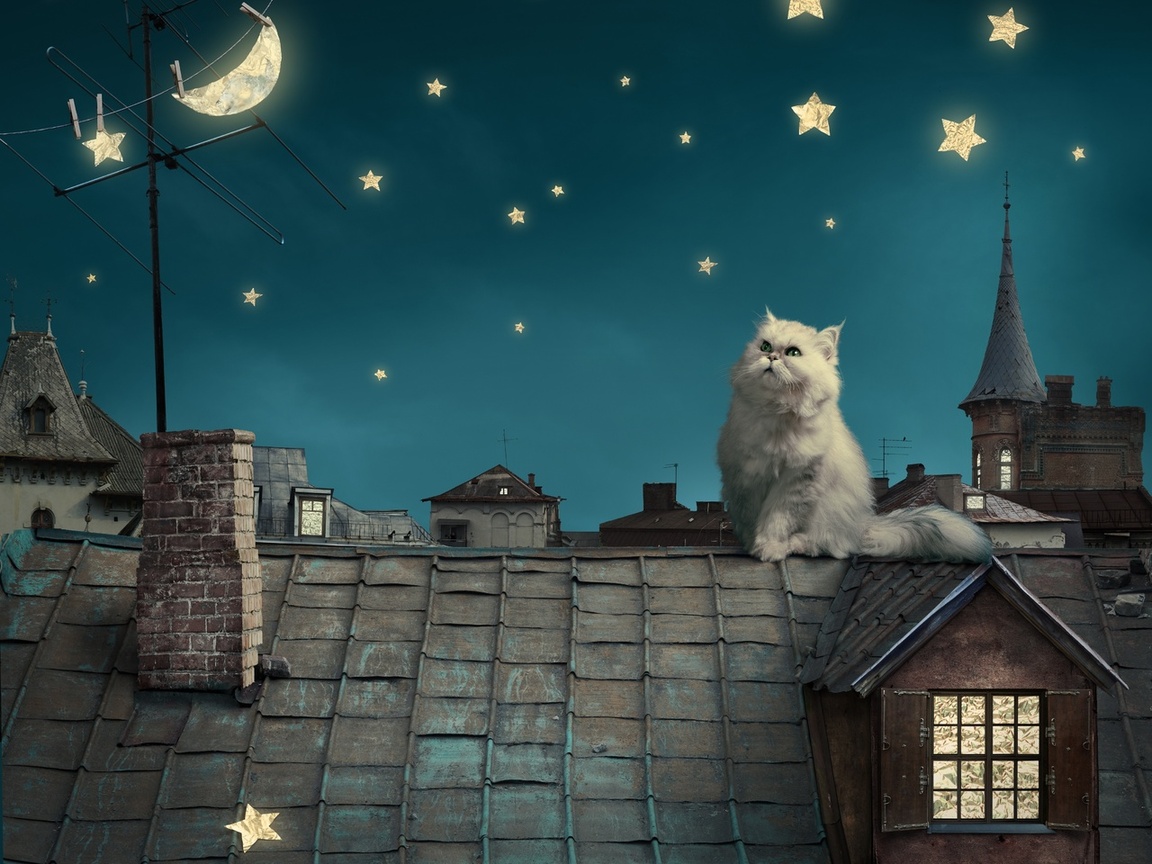 kitten, fairytale, stars, house, moon, Persian white cat, night, fantasy, roof, sky