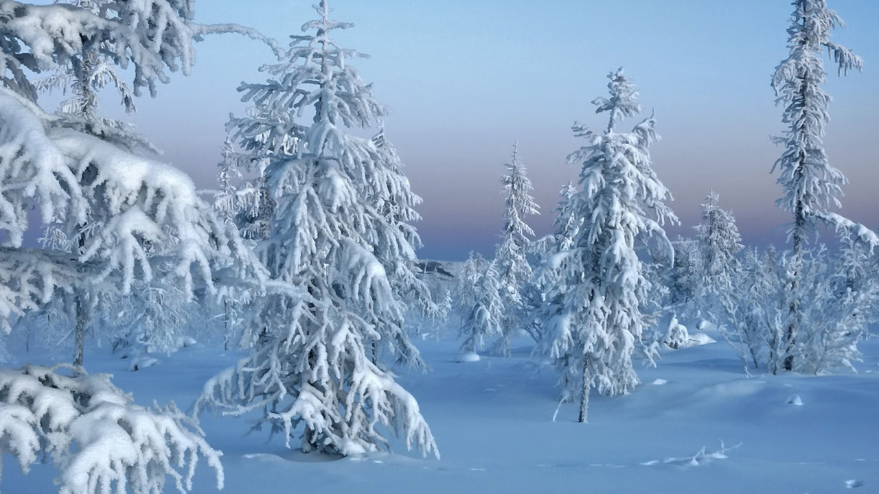 снег, лес, trees in snow, Зима, природа, winter