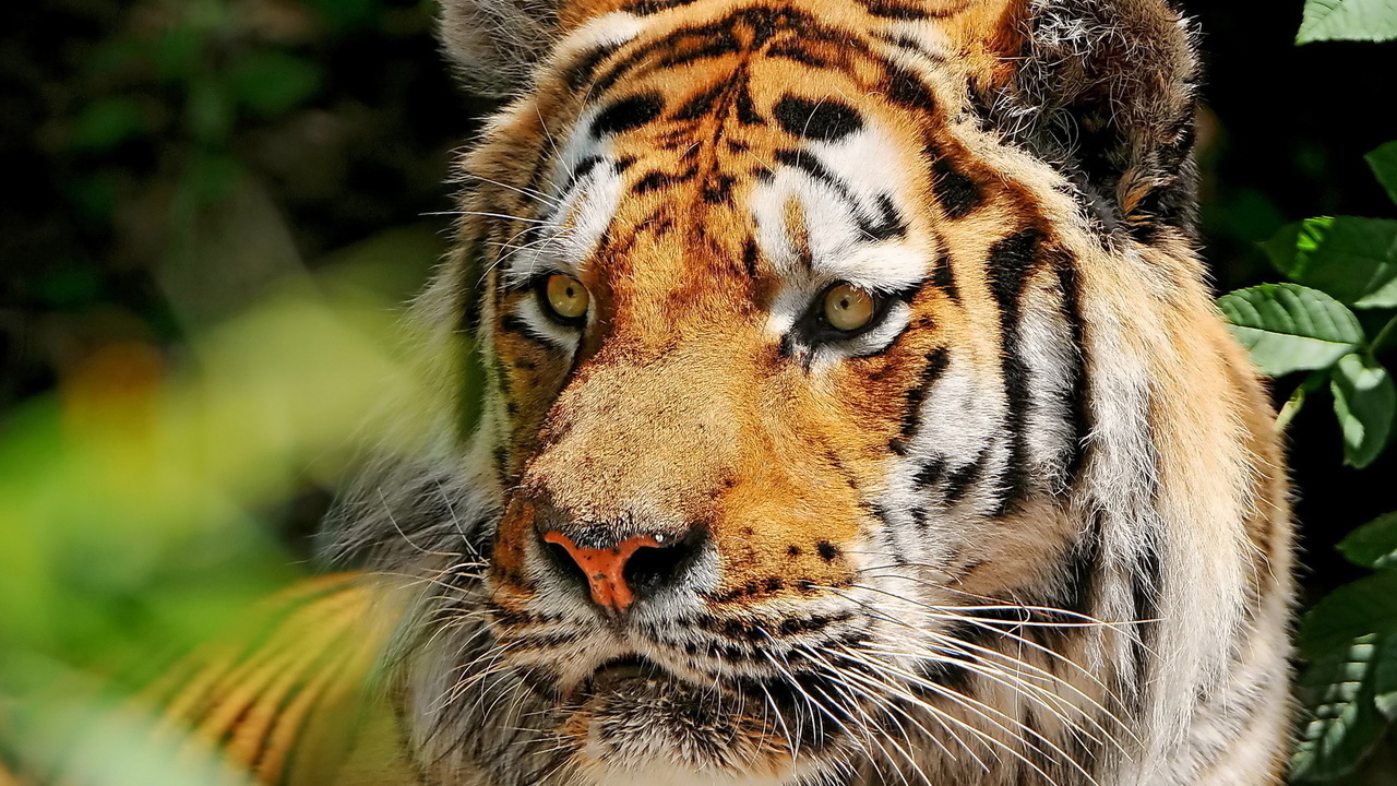 , , , , amur tiger, 