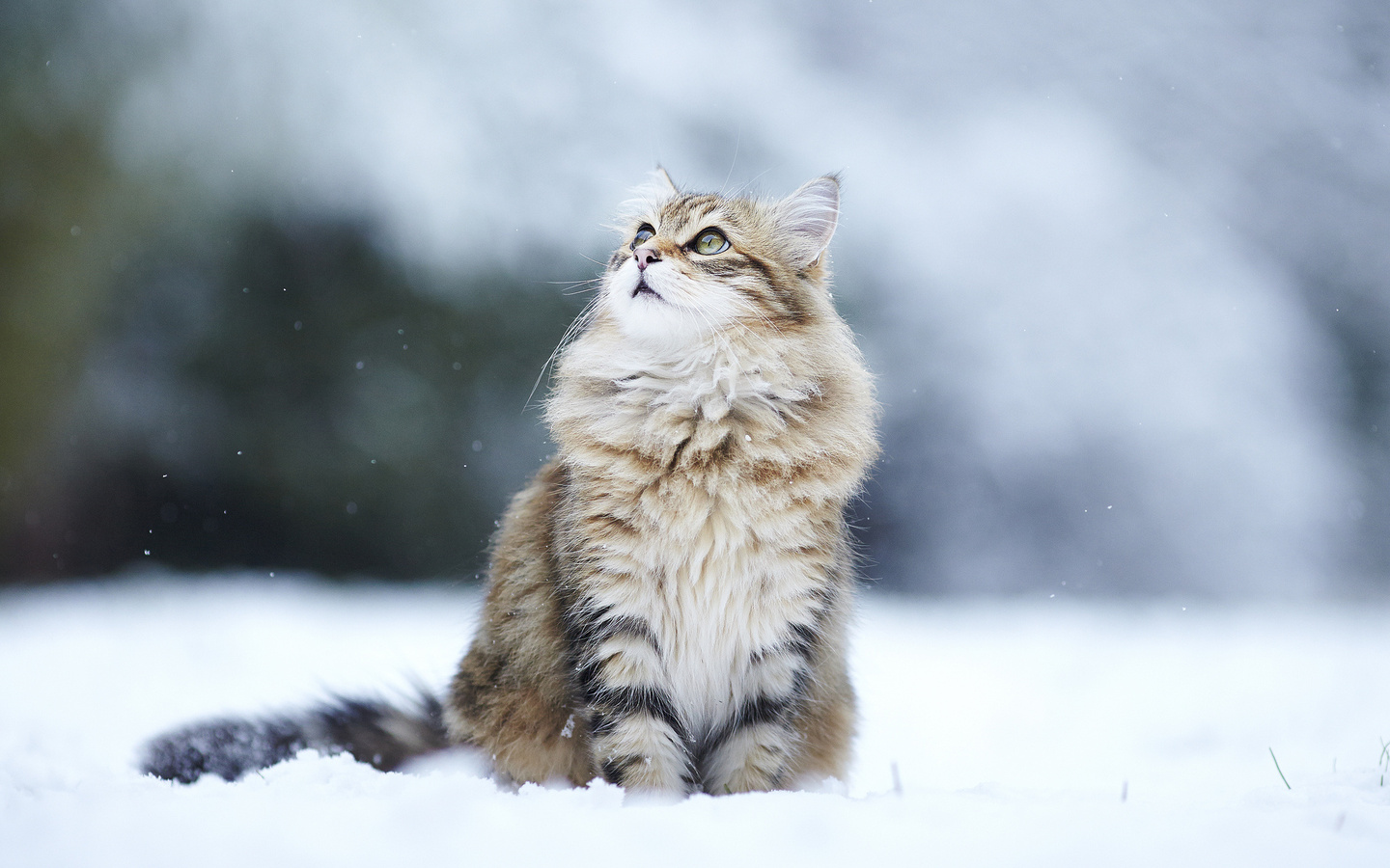 , , , , kitty, winter, snow, , Cat