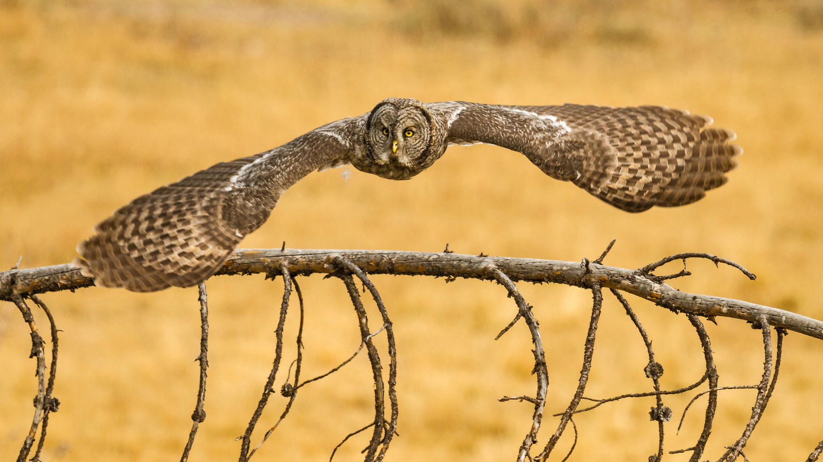 , lapland owl, great grey owl, ,  