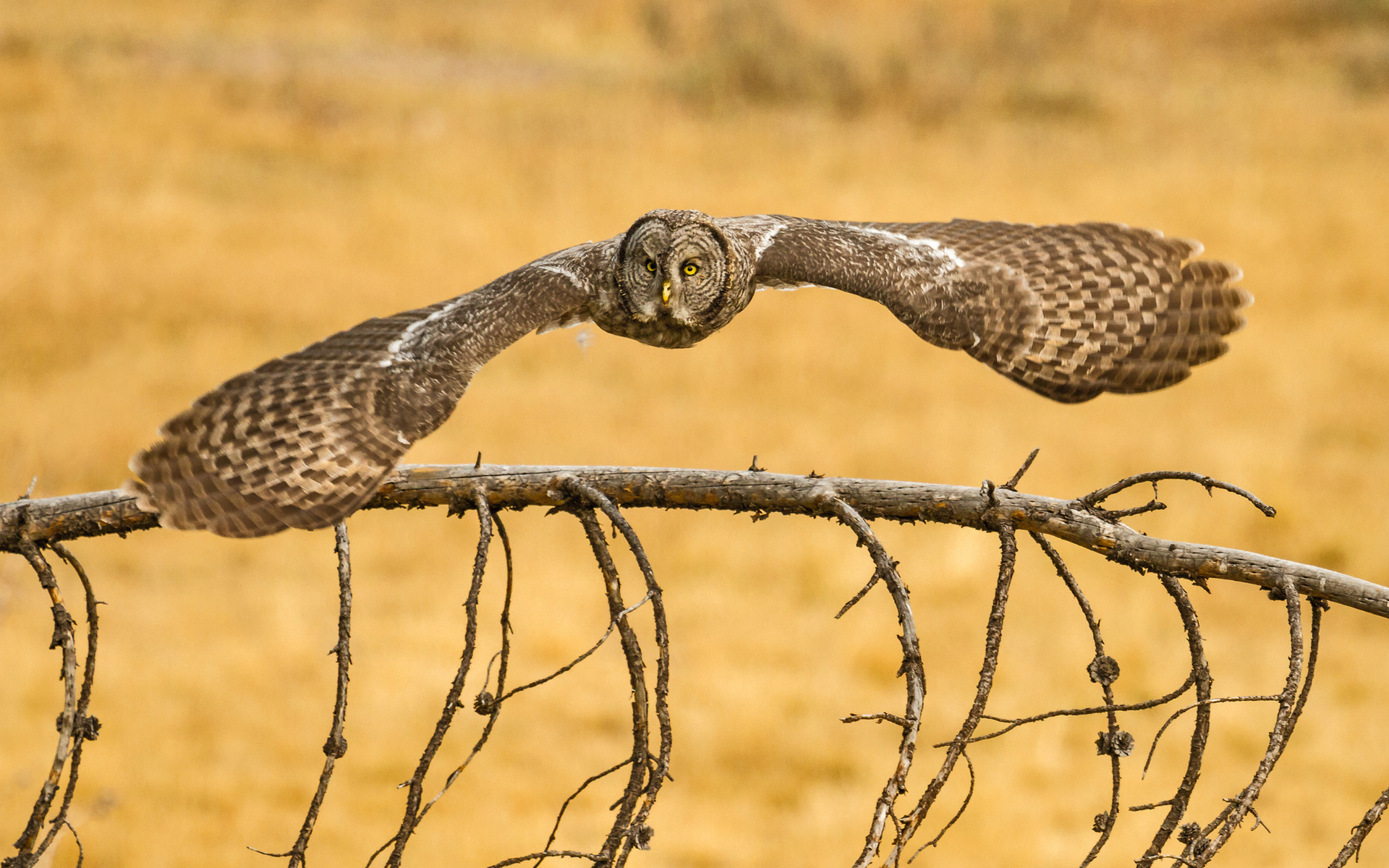 , lapland owl, great grey owl, ,  