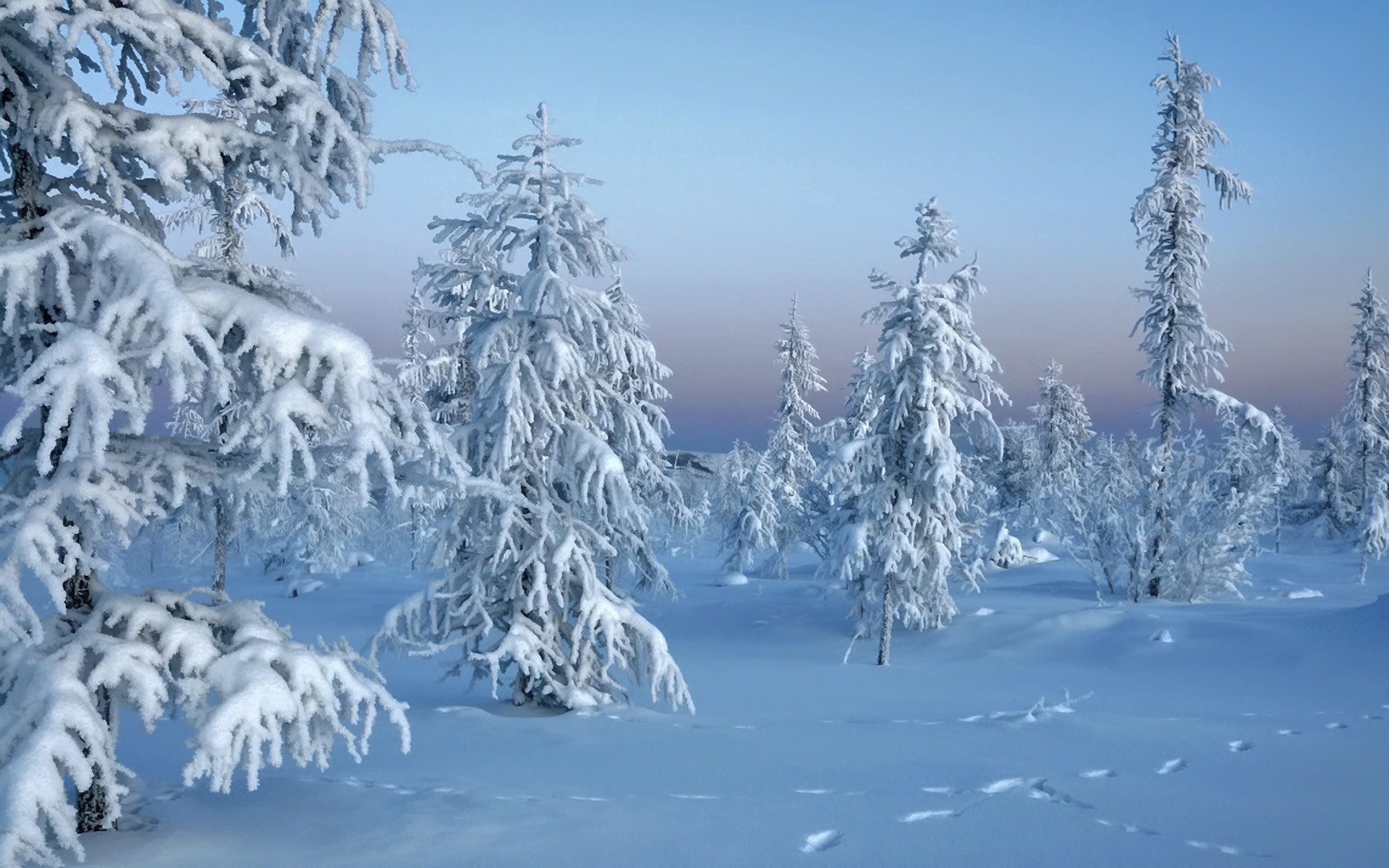 снег, лес, trees in snow, Зима, природа, winter