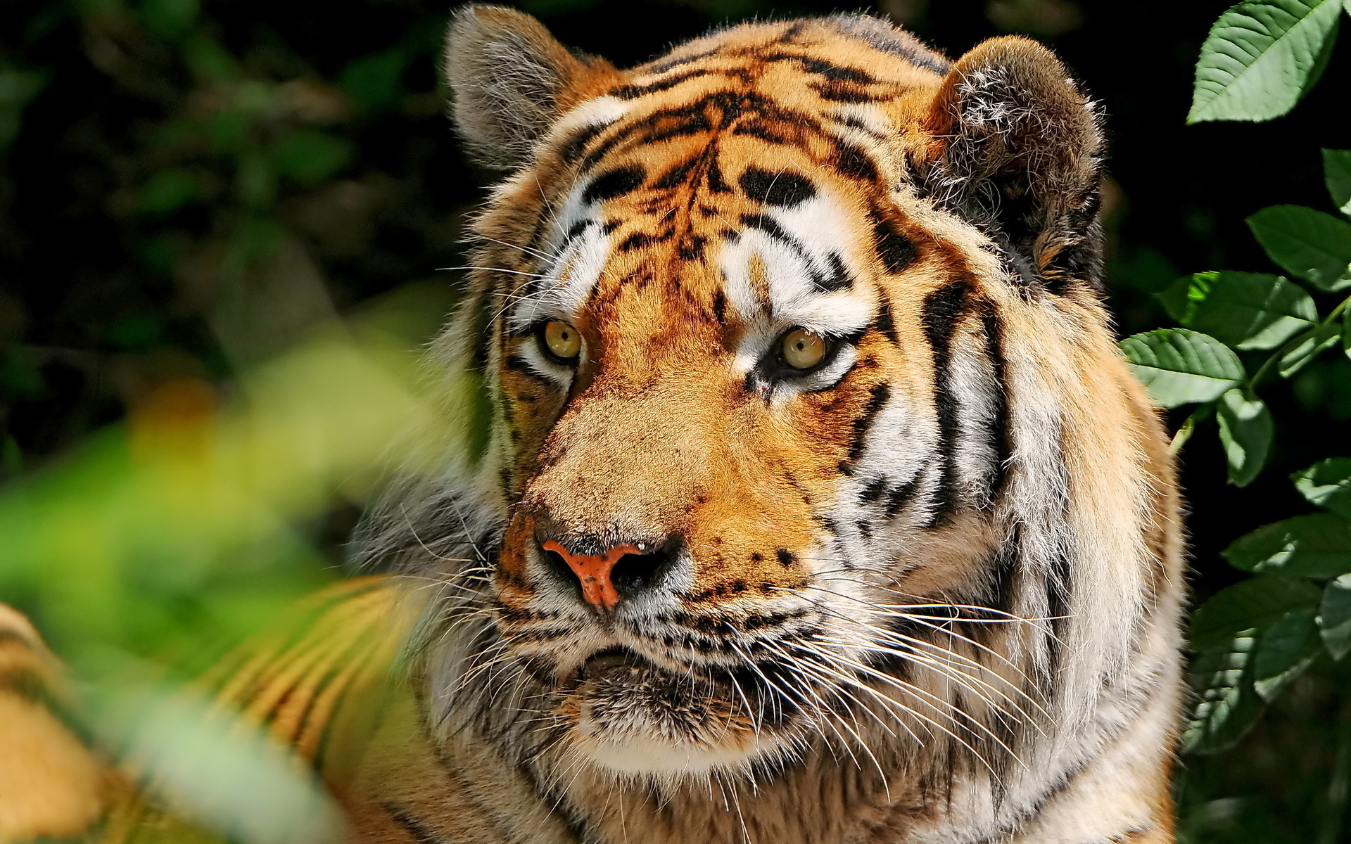 , , , , amur tiger, 