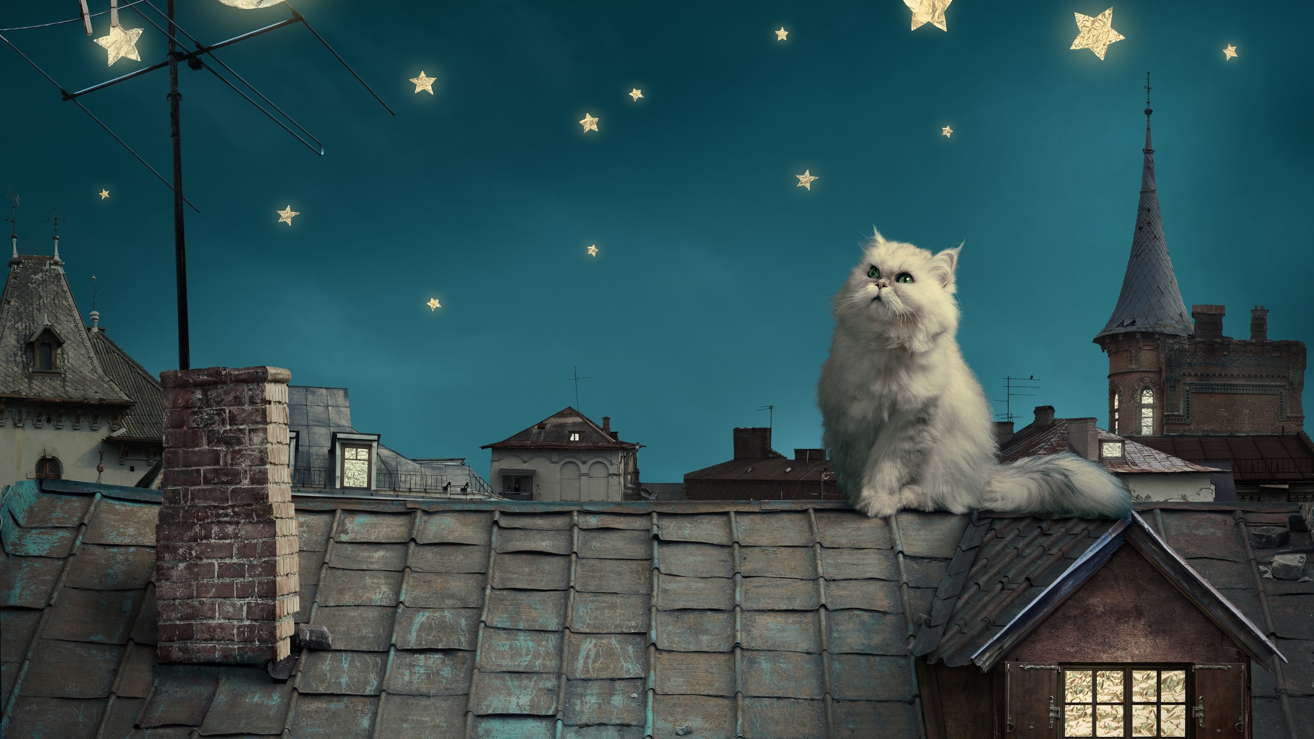 kitten, fairytale, stars, house, moon, Persian white cat, night, fantasy, roof, sky