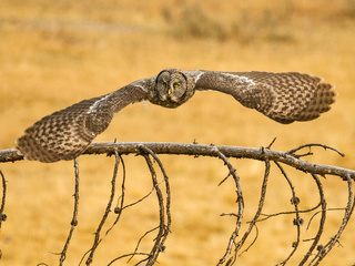 , lapland owl, great grey owl, ,  