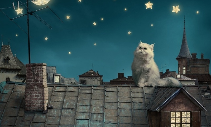 kitten, fairytale, stars, house, moon, Persian white cat, night, fantasy, roof, sky