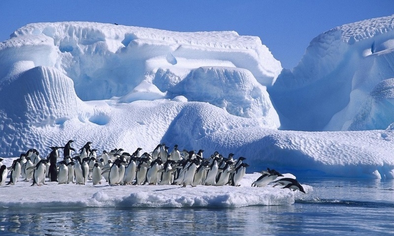 ice, sea, antarctica, Adelie penguin