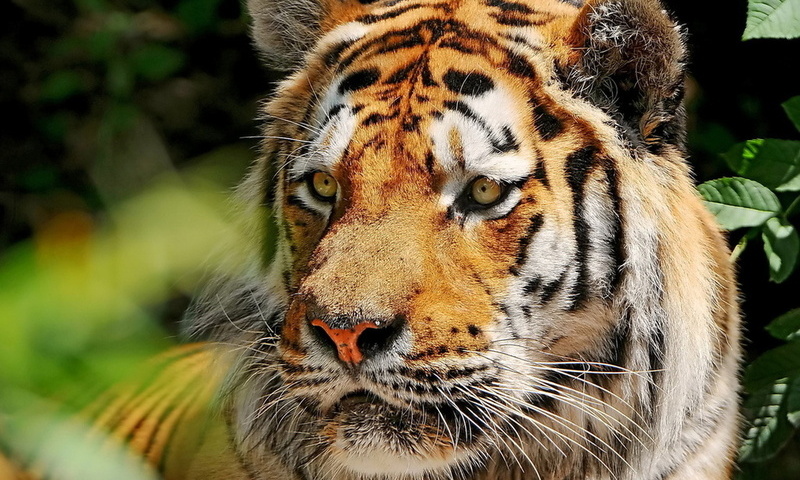 , , , , amur tiger, 