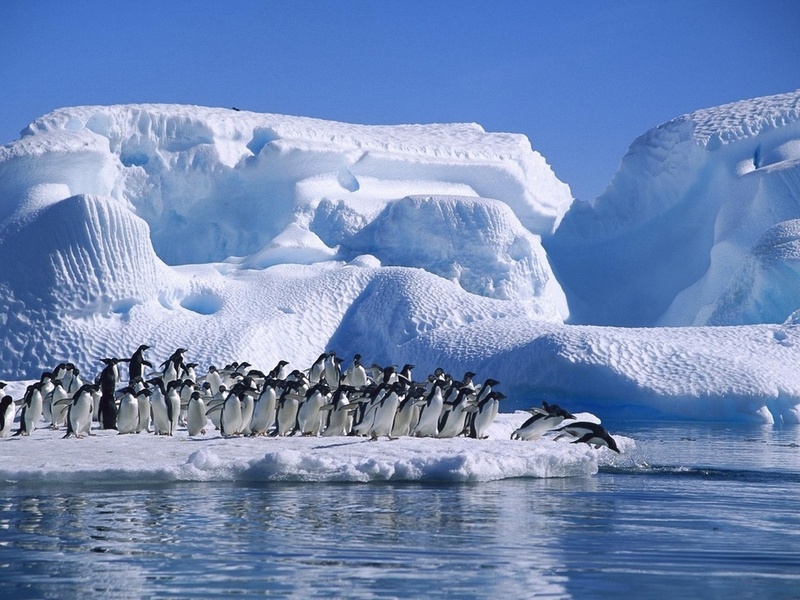 ice, sea, antarctica, Adelie penguin