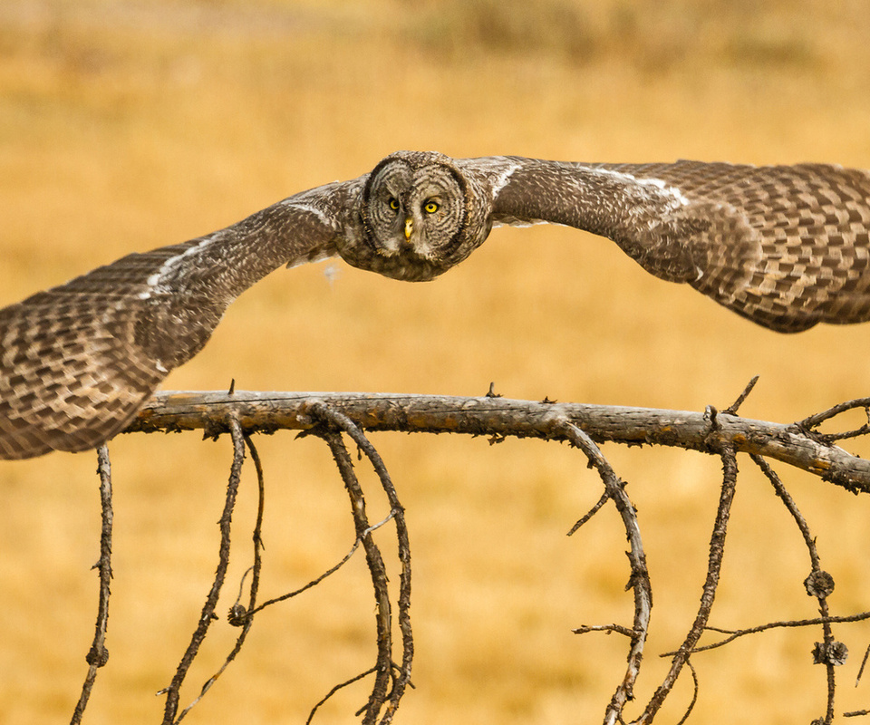 , lapland owl, great grey owl, ,  