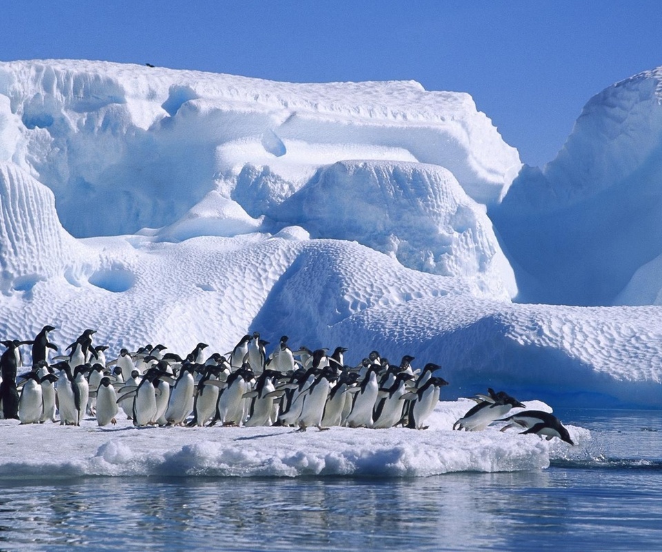 ice, sea, antarctica, Adelie penguin