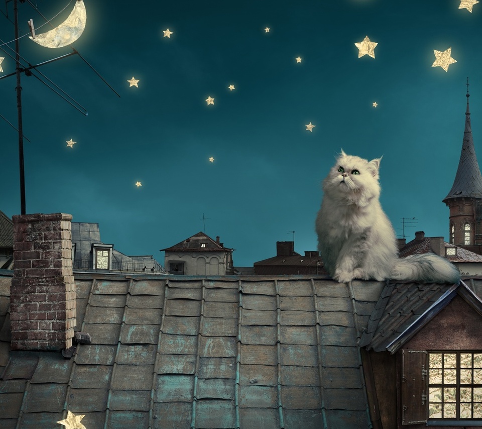 kitten, fairytale, stars, house, moon, Persian white cat, night, fantasy, roof, sky