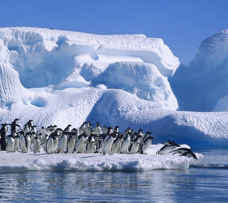 ice, sea, antarctica, Adelie penguin
