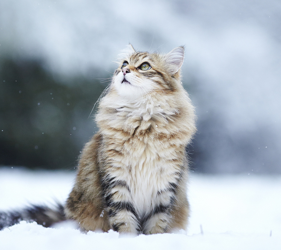 , , , , kitty, winter, snow, , Cat