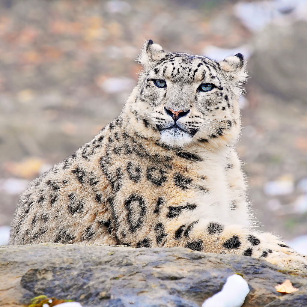 uncia uncia, snow leopard, , , ,  