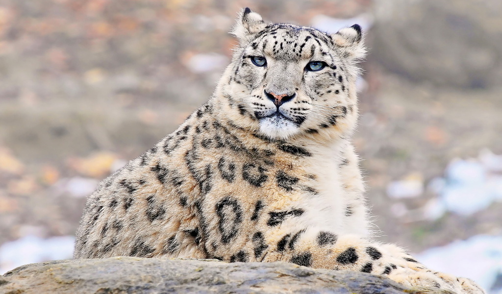 uncia uncia, snow leopard, , , ,  