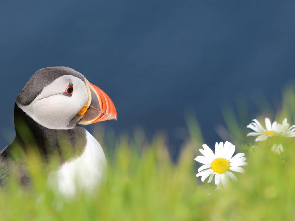 , , bird,  , fratercula arctica, puffin