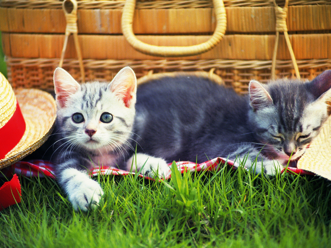 , grass, Cats, kitten, hat, , , , picnic, 