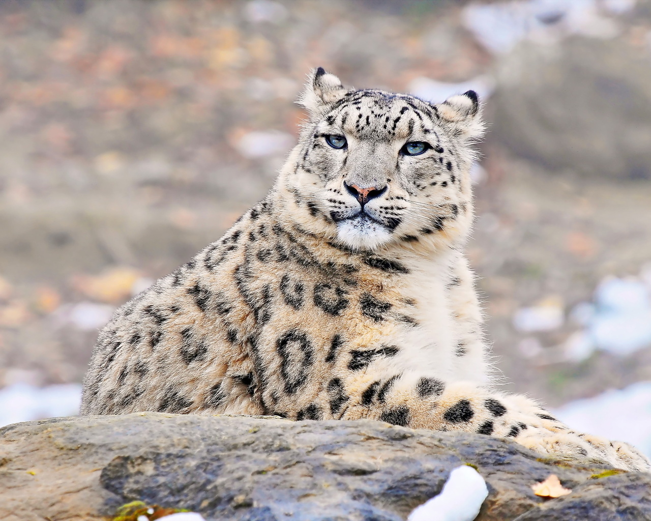 uncia uncia, snow leopard, , , ,  