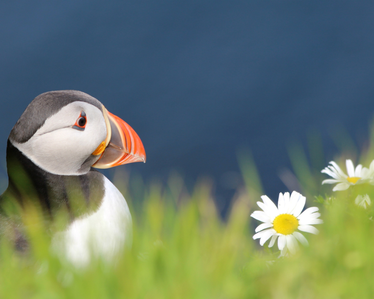 , , bird,  , fratercula arctica, puffin