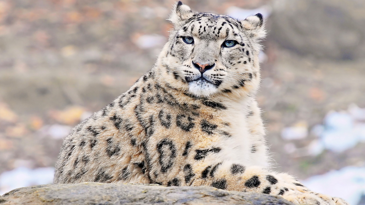 uncia uncia, snow leopard, , , ,  