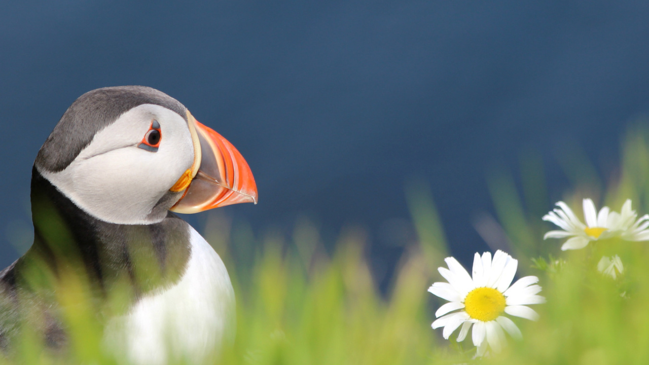 , , bird,  , fratercula arctica, puffin