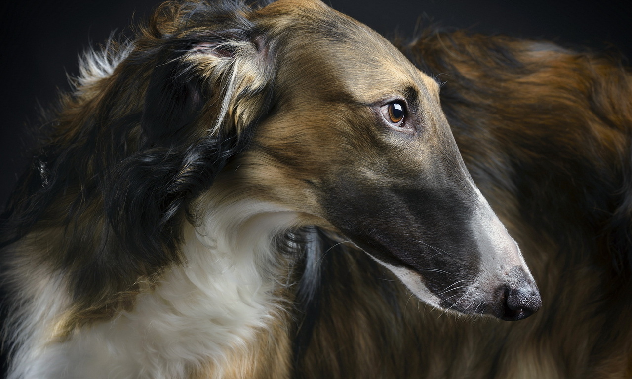 beauty, , Borzoi