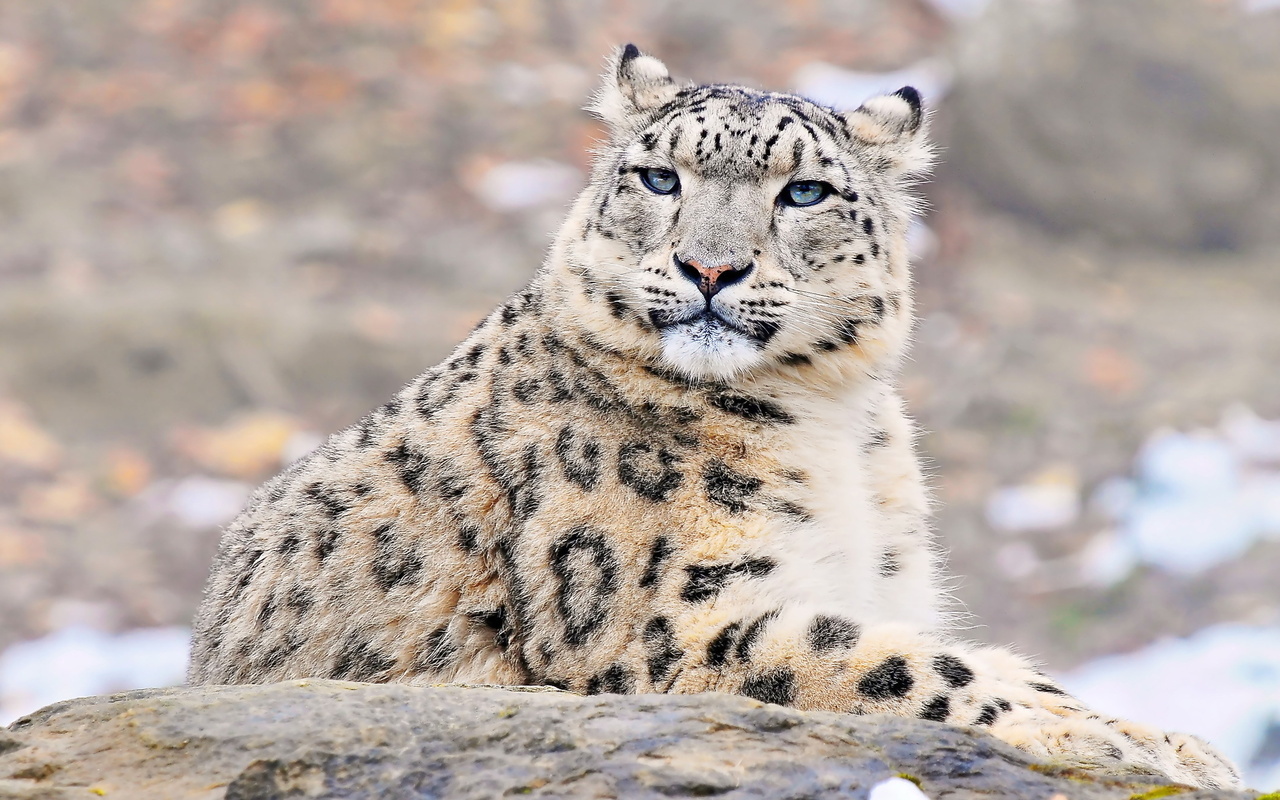 uncia uncia, snow leopard, , , ,  