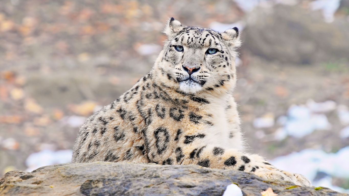 uncia uncia, snow leopard, , , ,  