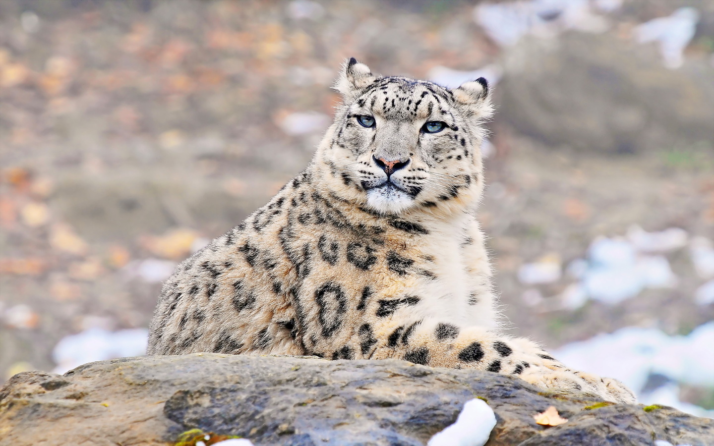 uncia uncia, snow leopard, , , ,  