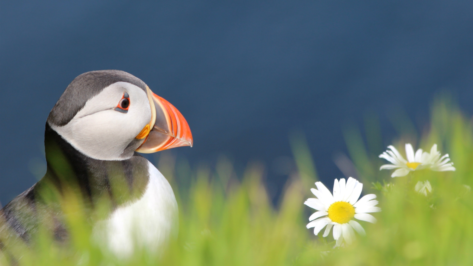 , , bird,  , fratercula arctica, puffin