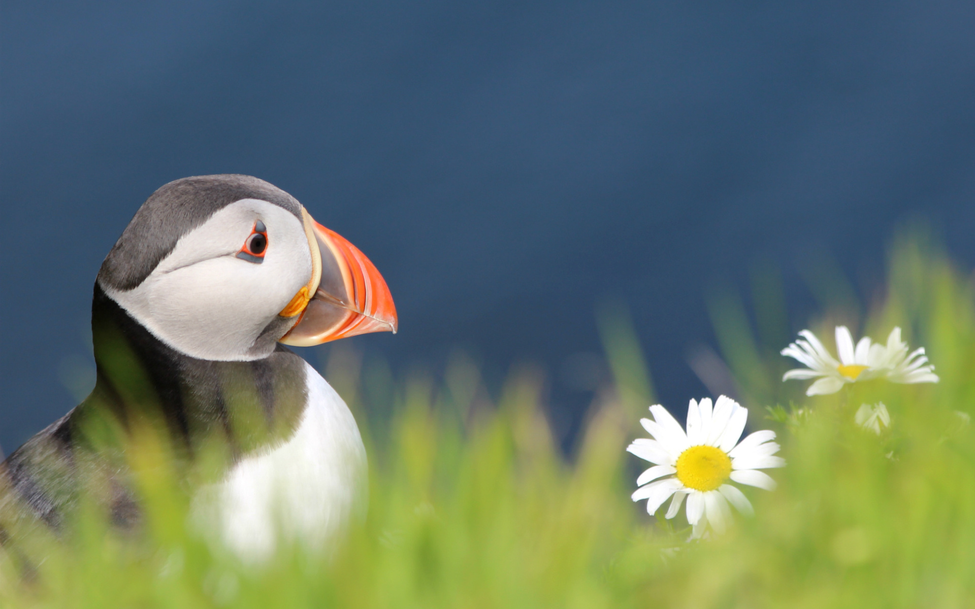 , , bird,  , fratercula arctica, puffin