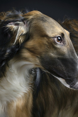 beauty, , Borzoi