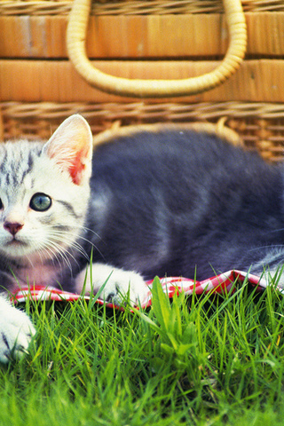 , grass, Cats, kitten, hat, , , , picnic, 