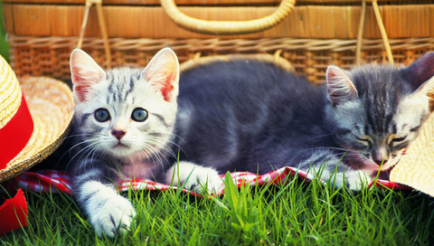 , grass, Cats, kitten, hat, , , , picnic, 