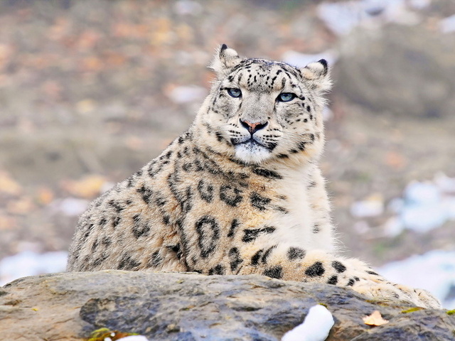 uncia uncia, snow leopard, , , ,  