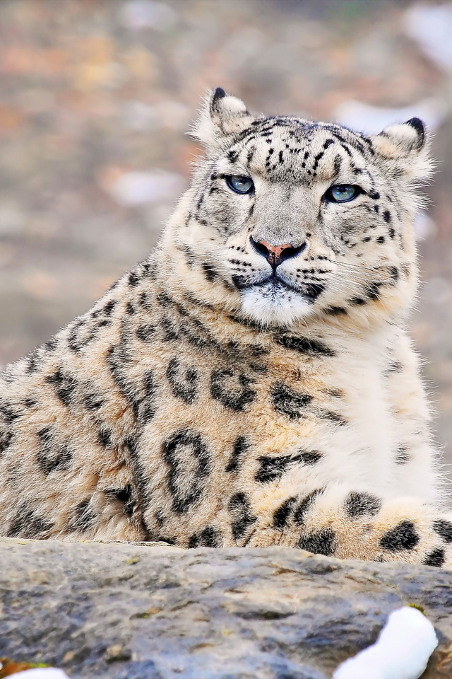 uncia uncia, snow leopard, , , ,  