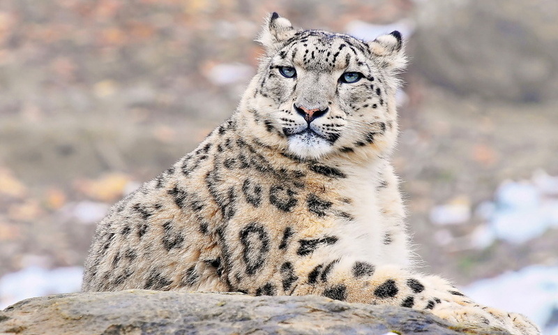 uncia uncia, snow leopard, , , ,  