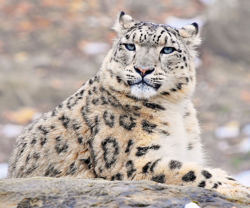 uncia uncia, snow leopard, , , ,  