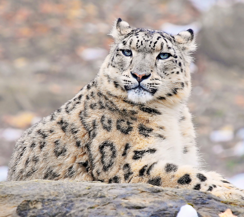 uncia uncia, snow leopard, , , ,  